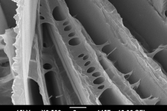 Smectite (beidellite) on chamosite